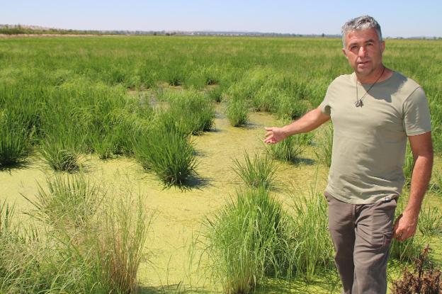 «Hay arrozales en los que solo ha habido un 22% de germinación»