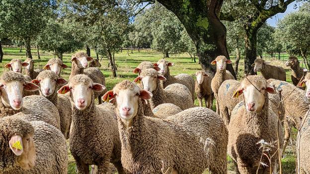 Regenerar la dehesa para criar mejores ovejas merinas