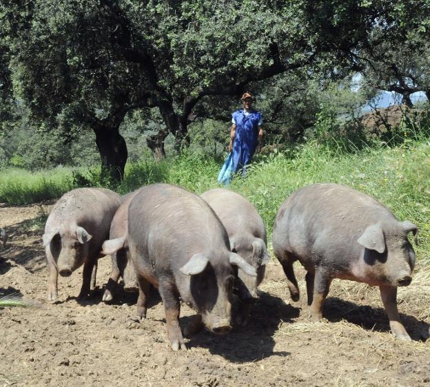 De los cebaderos al campo para aprovechar la montanera