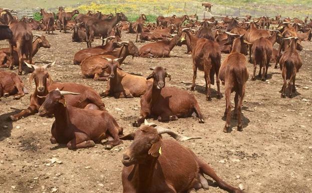 La Junta da el visto bueno a la inscripción de la marca 'Cabrito de Extremadura'