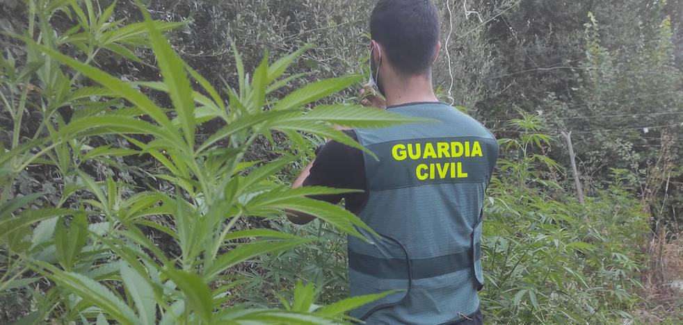 La Guardia Civil detiene a dos hombres de Moraleja y Riolobos por tráfico de drogas - Vimarsana News