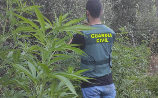 La Guardia Civil detiene a dos hombres de Moraleja y Riolobos por tráfico de drogas