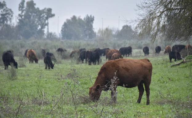 Los productores de vacuno de carne alertan del «peligroso impacto» de 'la granja a la mesa'