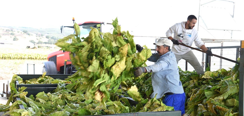 La falta de mano de obra obstaculiza las campañas del tabaco y la vendimia - Vimarsana News