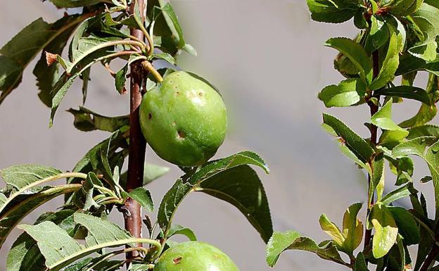 El seguro agrario sigue creciendo