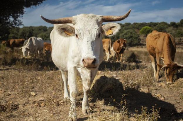 Salvar a la vaca blanca cacereña de la extinción