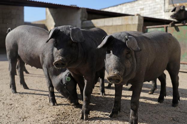 El cerdo lampiño, del campo a la mesa