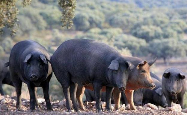 El mercado chino seguirá siendo principal destino del porcino español en 2022