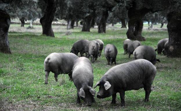 La extensión de norma del ibérico: más visibilidad para el sector porcino