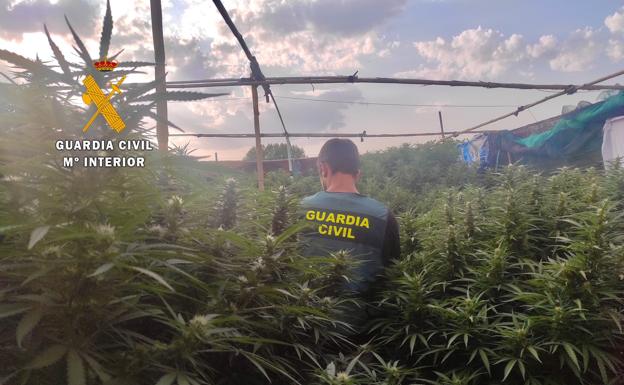 Cuatro detenidos por plantaciones de marihuana en Moraleja, Gata y Riolobos