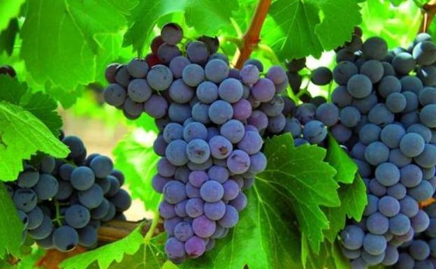 Baja la producción de la uva, y el precio por el momento