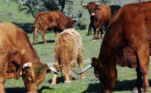 El Gobierno central aprueba nuevas ayudas para mejorar la biodiversidad ganadera