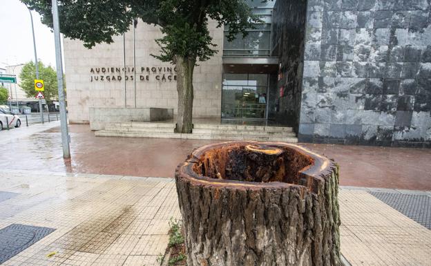 Talan uno de los dos olmos centenarios frente al Palacio de Justicia de Cáceres