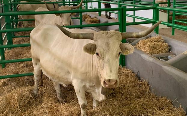 Casi 2.000 cabezas de ganado vuelven a las naves de la Feria de Zafra