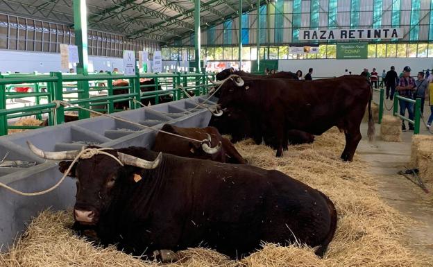 Más de 150 agentes vigilarán la Feria Ganadera de Zafra