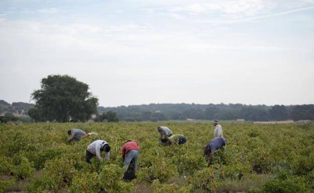 Anulados los acuerdos agrícolas entre Marruecos y la UE