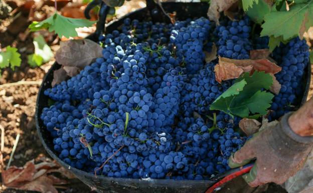 Las bodegas de Ribera del Guadiana cosechan 13.000 toneladas de uva
