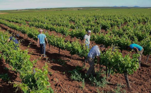 Agroseguro indemniza con 7,5 millones a viticultores y fruticultores extremeños