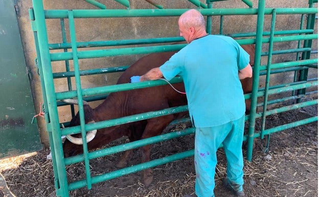 La reaparición de la lengua azul obliga a vacunar otra vez a vacas y ovejas en Extremadura