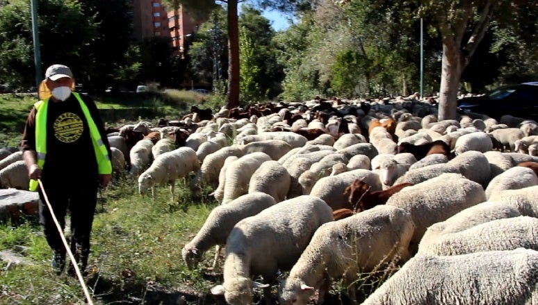 Cien cabras extremeñas serán protagonistas este domingo en Cibeles