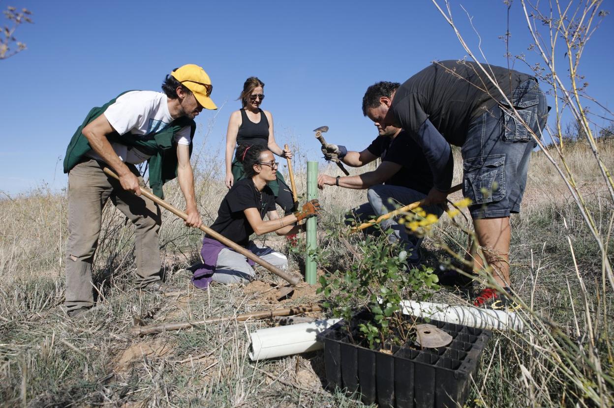 Plantan árboles para paliar el impacto ambiental de la Ronda Sureste | Hoy