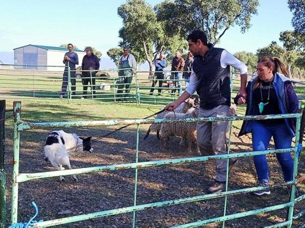 Veinte perros pastores van a clase en Moraleja