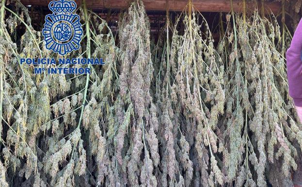 Cae una plantación de marihuana en Riolobos que podría mover más de dos millones de euros