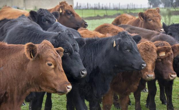 Las explotaciones ganaderas deberán tener un plan de bienestar animal