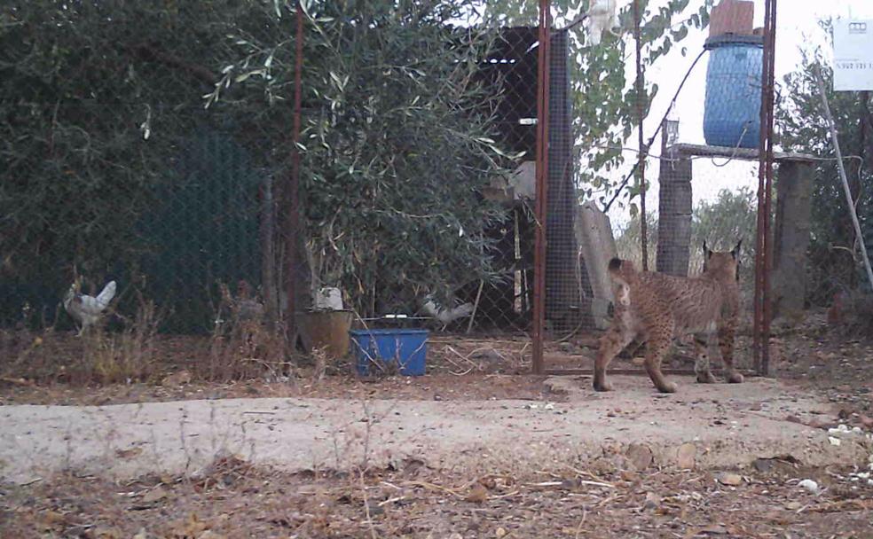 La Junta ha pagado 44.000 euros por daños ocasionados por linces en cinco años