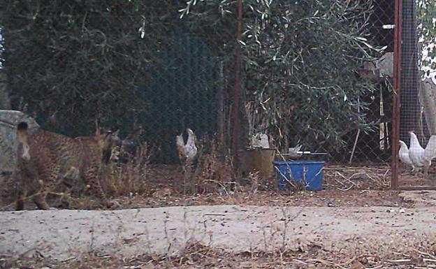 La Junta indemnizará a los propietarios de las gallinas muertas por un lince