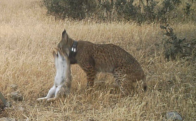 «No es habitual que un lince coma gallinas»