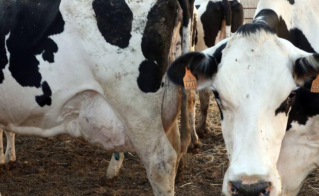 El rabo de las vacas