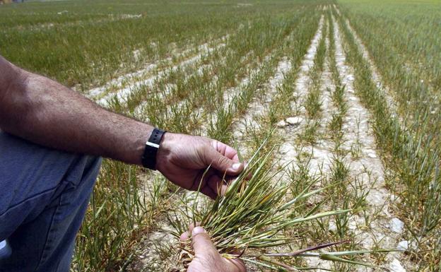 Alto impacto de la mejora vegetal en la economía y el medioambiente