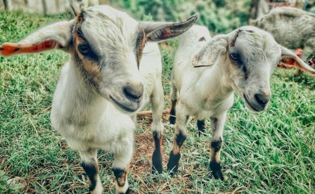 Gata reivindica la cabra y el pastoreo con la IV Fiesta del Cabrito