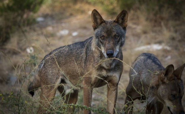 Analizan posibles restos de lobos encontrados en el norte extremeño