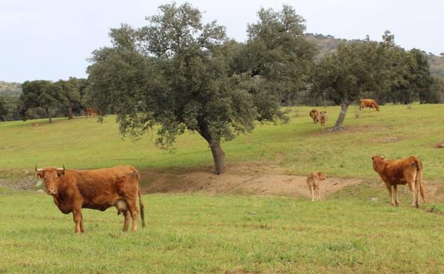 UPA-UCE pide a la Junta y al Ministerio que declaren a Extremadura zona libre de lengua azul