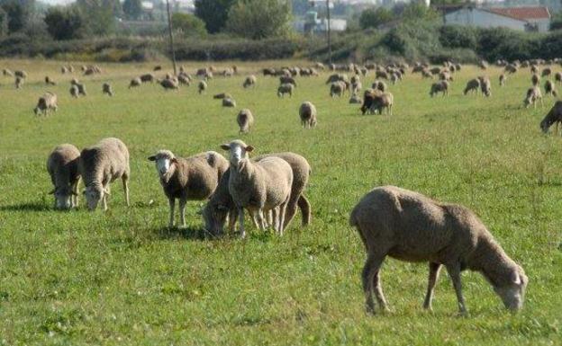 Europa reconoce los beneficios de la ganadería extensiva y la fertilización orgánica