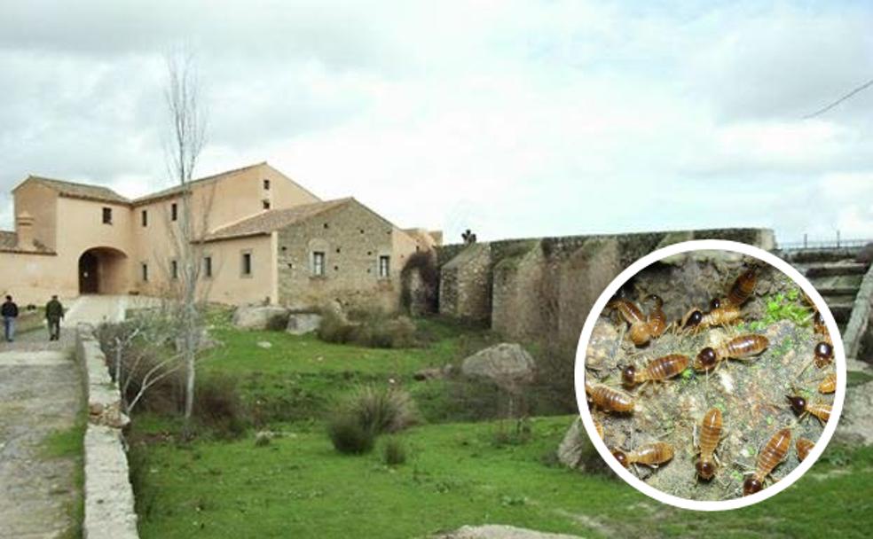 Batidas contra las termitas en el Vostell