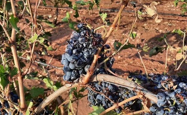 Las indemnizaciones de 2021 del seguro a los viticultores se elevan hasta una cifra histórica
