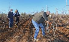 Se busca al mejor podador de viñas de Extremadura