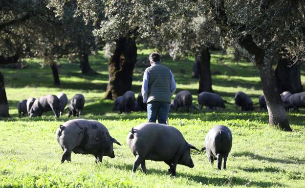 Los ganaderos urgen «medidas activas» ante la llegada de la peste porcina africana a Italia