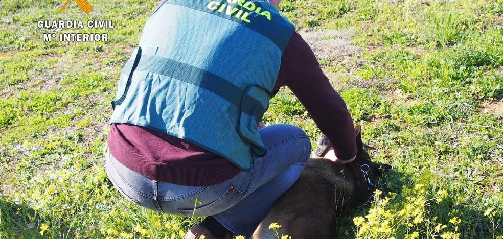 Detenido un vecino de Badajoz por hacerse pasar por veterinario