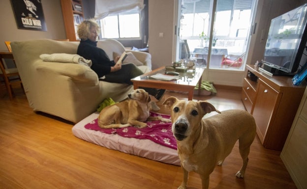 Los caseros cacereños ponen freno a las mascotas