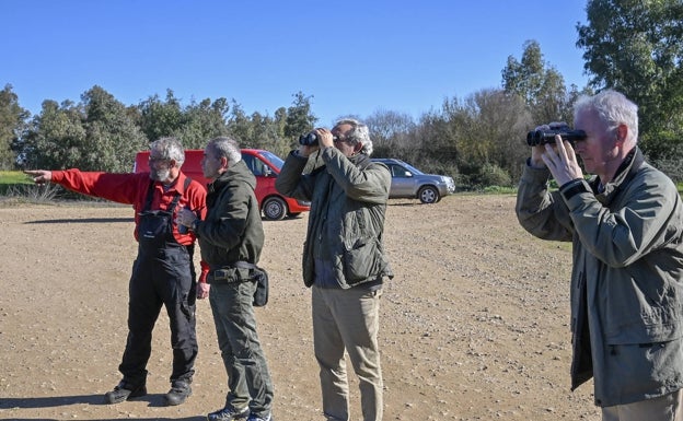 Las golondrinas cambian Extremadura por África en Navidad