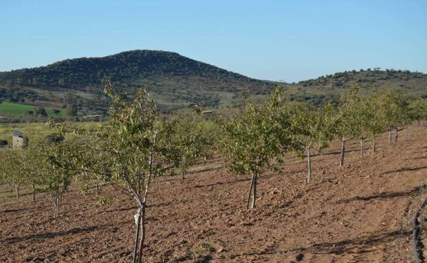 Menos superficie cultivable en Extremadura