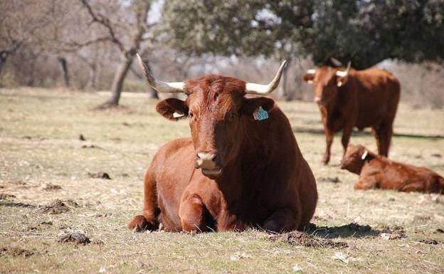 Subasta de dos lotes de vacas de raza retinta pura el próximo 26 de enero