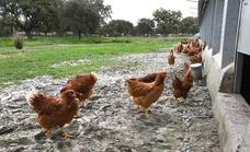 Gallinas confinadas por la gripe aviar