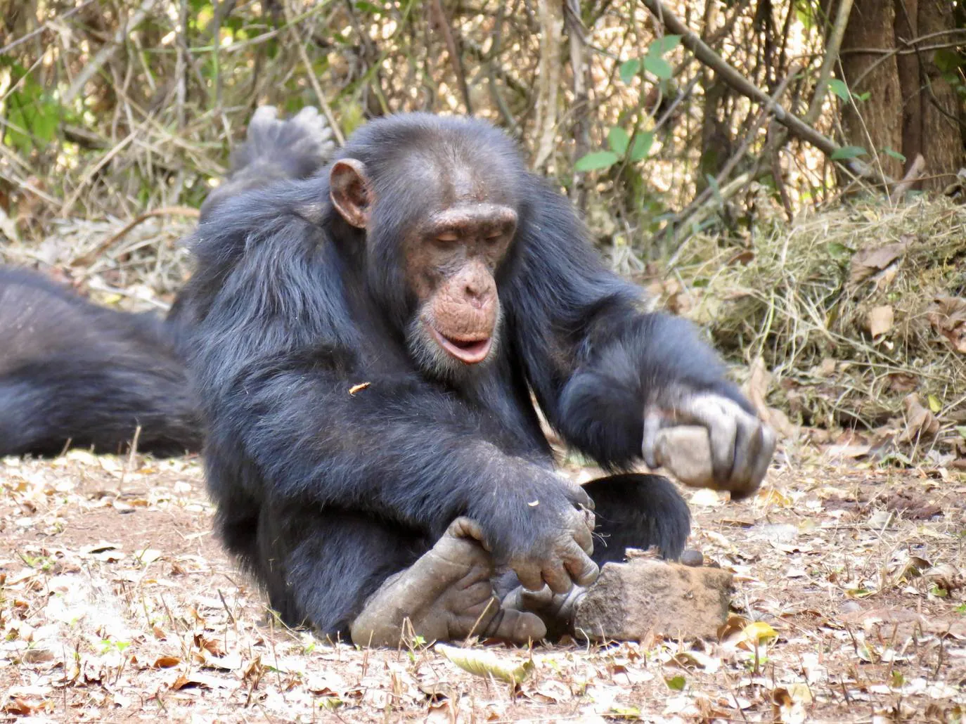 Los chimpancés podrían aprender el uso de herramientas socialmente