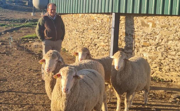 Venden en Campanario las primeras ovejas australianas en España