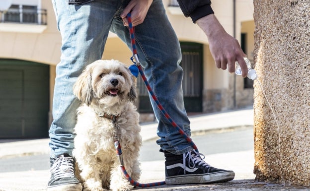 La empresa de limpieza busca cómo eliminar los orines de perro sin dañar los edificios en Plasencia